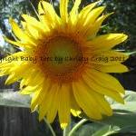 Summer Sunflower