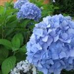 Blue Hydrangea